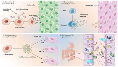 Achilles’ Heel of currently approved immune checkpoint inhibitors: immune related adverse events